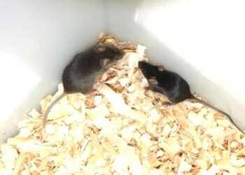 İki Babalı Farelerin Yetişkinliğe Ulaşması: Bilimde Yeni Bir Dönem