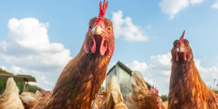 İngilizlerin Çılgın Nükleer Projesi: Tavuk Bombası