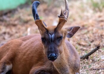 Kamboçya’nın Gizemli Büyük Boynuzlu Muntjakı