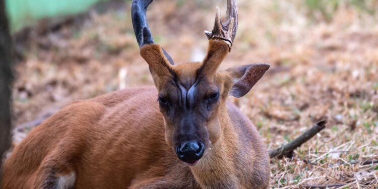 Kamboçya’nın Gizemli Büyük Boynuzlu Muntjakı