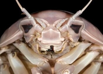 Yeni Süper Dev İzopod: Bathynomus vaderi