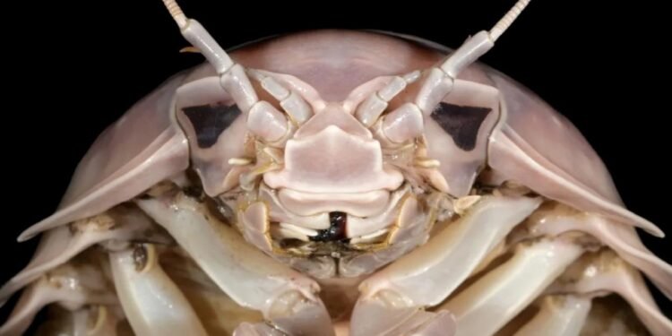 Yeni Süper Dev İzopod: Bathynomus vaderi