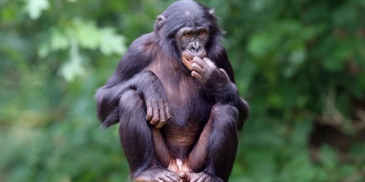 Bonoboların Zihin Teorisi Yeteneği Üzerine Araştırmalar