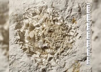 Danimarka’da 66 Milyon Yıllık Fosil Buluntusu: Deniz Zambaklarının Kusmuğu