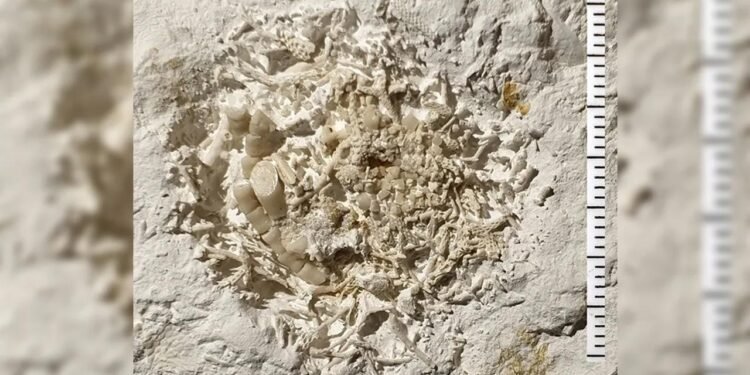 Danimarka’da 66 Milyon Yıllık Fosil Buluntusu: Deniz Zambaklarının Kusmuğu