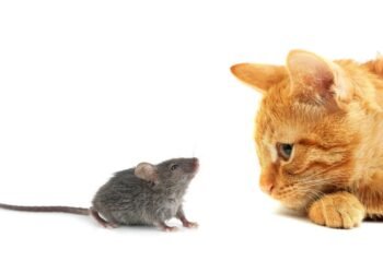 İklim Değişikliği ve Kentsel Fare Popülasyonları: Tehdit ve Çözüm Önerileri