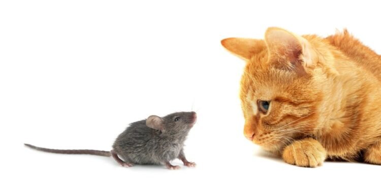 İklim Değişikliği ve Kentsel Fare Popülasyonları: Tehdit ve Çözüm Önerileri