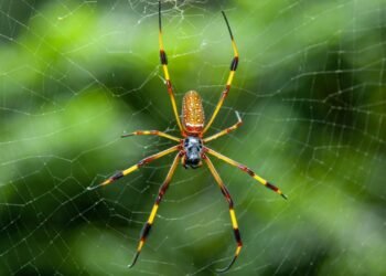 İtalya’da Zihin Kontrolü Yapan Parazit Mantar Keşfi