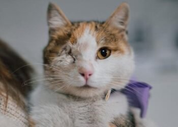 Sokakta Yaşayan Calico Kedi Bergen’in Hayatı ve Sahiplenme Çağrısı
