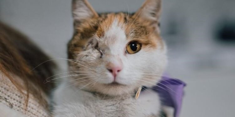 Sokakta Yaşayan Calico Kedi Bergen’in Hayatı ve Sahiplenme Çağrısı