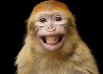 Sri Lanka’da Elektrik Kesintisi: Maymunun Trafodaki Yangını