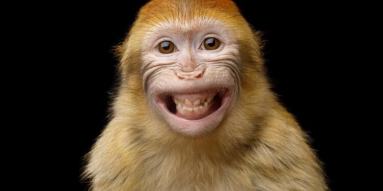 Sri Lanka’da Elektrik Kesintisi: Maymunun Trafodaki Yangını