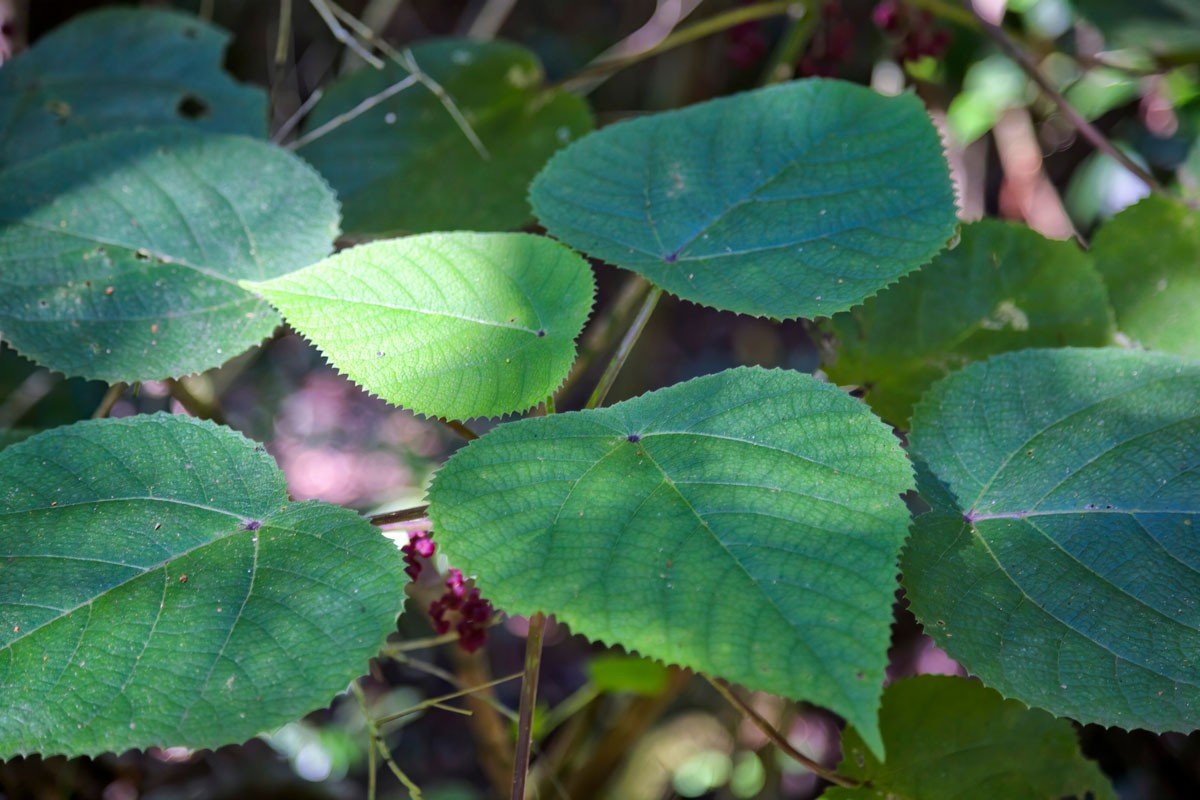 Tehlikeli ve Zehirli Bitkiler