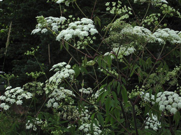 Tehlikeli ve Zehirli Bitkiler