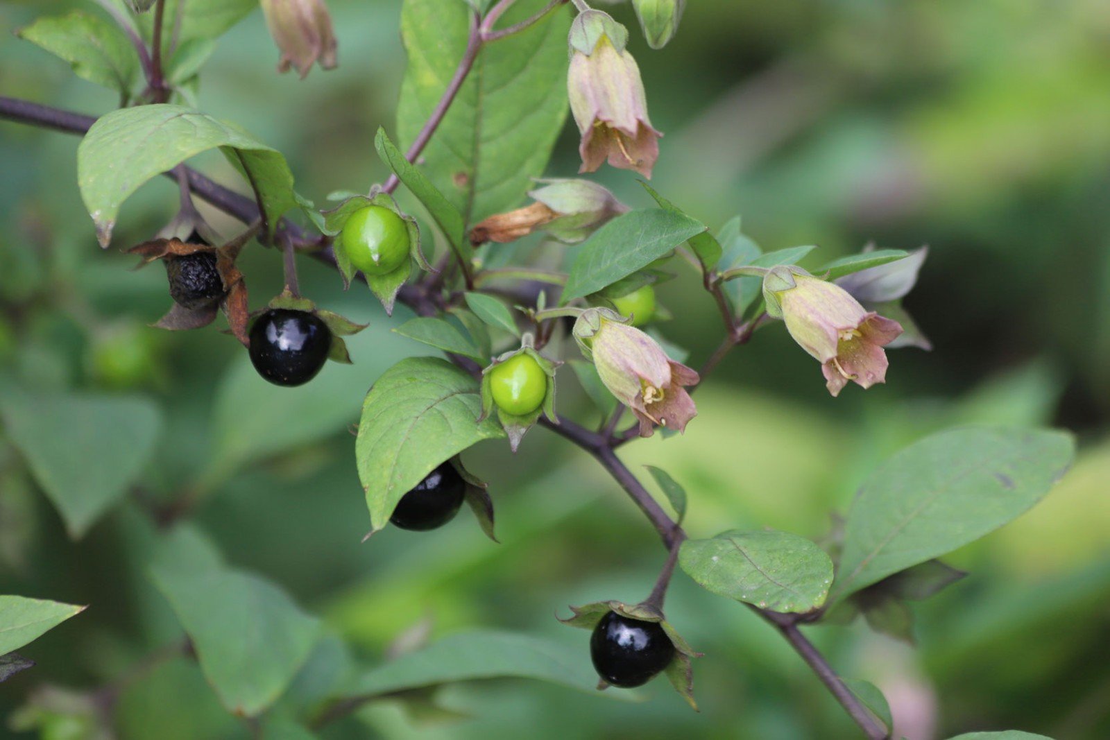 Tehlikeli ve Zehirli Bitkiler