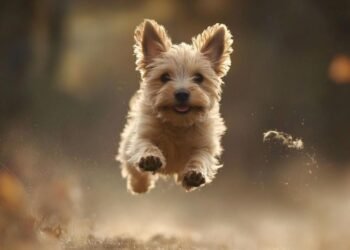 Altın Oran ile Belirlenen Dünyanın En Güzel Köpek Irkları