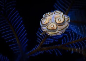 Bali’nin Derinliklerinde Donut Deniz Salyangozu: Doto greenamyeri