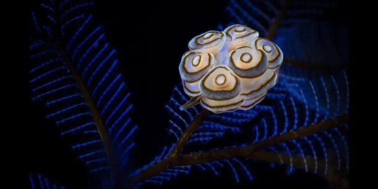Bali’nin Derinliklerinde Donut Deniz Salyangozu: Doto greenamyeri