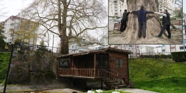 Çarşamba’nın Tarihi Sembolleri: Anıt Çınar ve Paşa Değirmeni