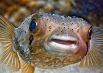 Dünyanın En Zehirli Üç Yemeği: Manyok, Fugu Balığı ve Amanita Phalloides