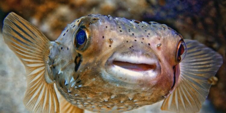 Dünyanın En Zehirli Üç Yemeği: Manyok, Fugu Balığı ve Amanita Phalloides