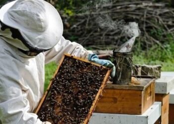 Düzce’de Arıcılık ve Kadın Girişimciliğin Önemi