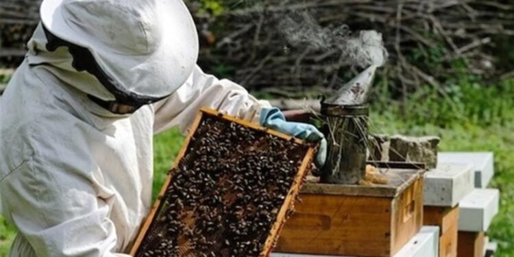 Düzce’de Arıcılık ve Kadın Girişimciliğin Önemi