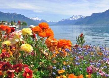 Kabak Çiçeği Dolması ve Geleneksel Türk Lezzetleri