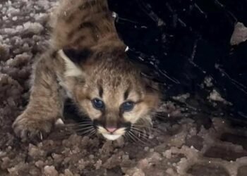 Michigan’da Puma Yavrularının Yeniden Görülmesi: Doğanın Yeniden Doğuşu