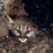 Michigan’da Puma Yavrularının Yeniden Görülmesi: Doğanın Yeniden Doğuşu