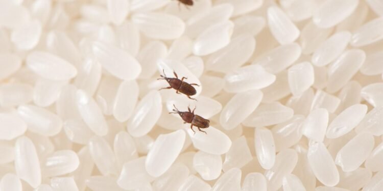 Pirinç Bitleri: Davetsiz Misafirler ve Sağlık Üzerindeki Etkileri