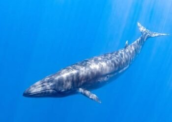 Trump Yönetiminden Rice Balinaları İçin Hız Sınırı Kaldırıldı