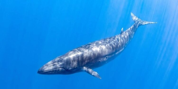 Trump Yönetiminden Rice Balinaları İçin Hız Sınırı Kaldırıldı