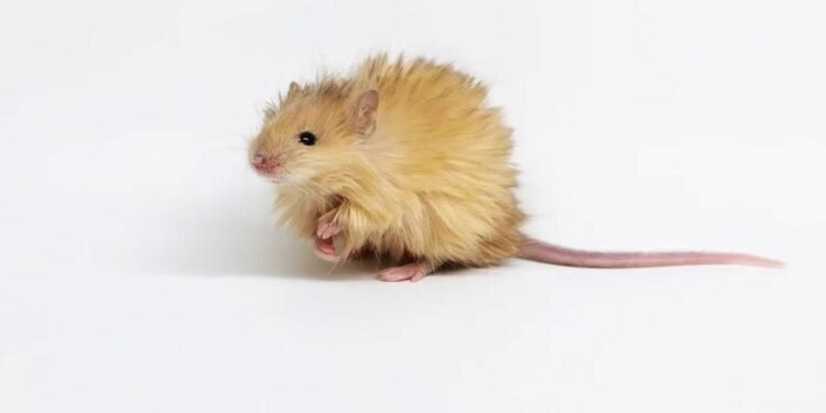 Yünlü Mamutların Yeniden Hayata Dönüşü: Bilimsel Gelişmeler