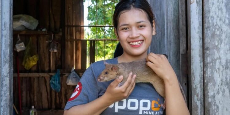 APOPO’nun HeroRAT’ı Ronin, Guinness Dünya Rekoru Kırdı!