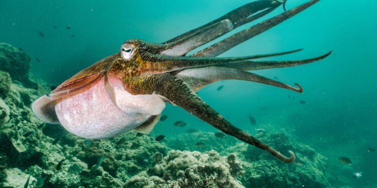 Dev Kalamarın Gizemi ve Bilimsel Keşifler