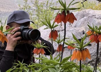 Elazığ’da Ters Lalelerin Büyüleyici Turu: Görese Dağı’nda Doğa Harikası