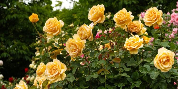 Güllerin Evrimsel Kökenleri Üzerine Yeni Bulgular