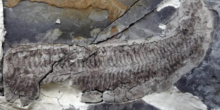 Güney Afrika Fosili Araştırmalarında Yeni Bir Dönem