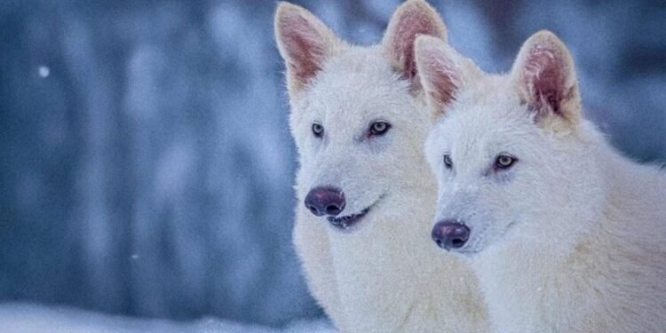 Nesli Tükenmiş Ulu Kurtların Yeniden Hayata Dönmesi: Colossal Biosciences’ın Projesi