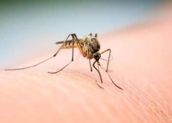 Sivrisineklerle Mücadelede Nitisinon: Yeni Bir Umut