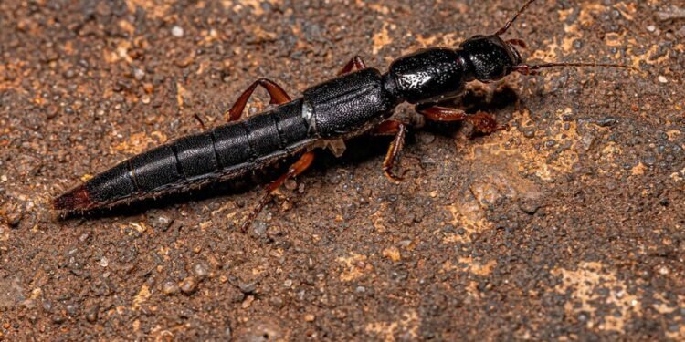 Tergal Bezi ve Rove Böceklerinin Hayatta Kalma Sırları