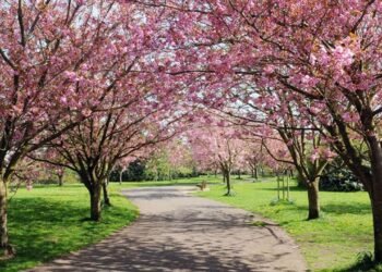 Ağaçların Gizemli İletişimi: Güneş Tutulması Sırasında Yapılan Yeni Bir Araştırma