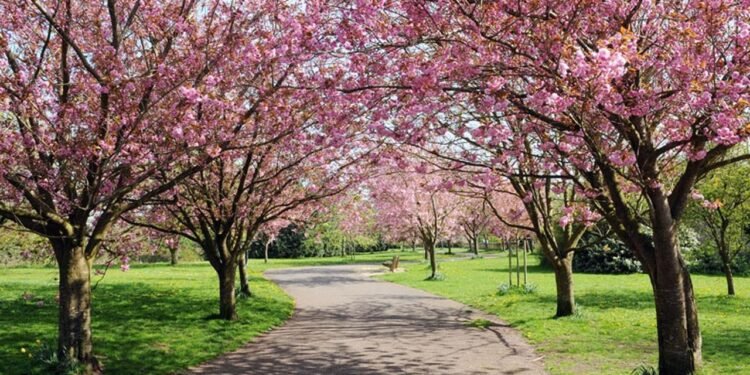 Ağaçların Gizemli İletişimi: Güneş Tutulması Sırasında Yapılan Yeni Bir Araştırma