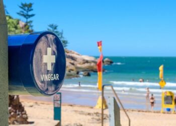 Avustralya Plajlarında Denizanası Tehlikesi ve İlk Yardım İpuçları