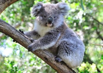 Avustralya’da Koala Katliamı ve Tartışmalı Müdahale Kararı