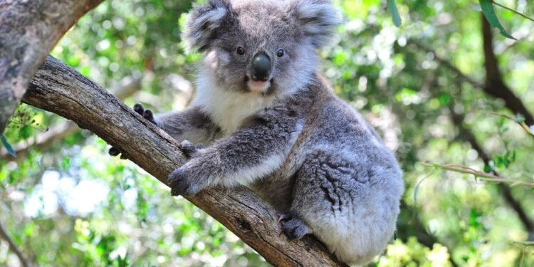 Avustralya’da Koala Katliamı ve Tartışmalı Müdahale Kararı