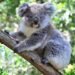 Avustralya’da Koala Katliamı ve Tartışmalı Müdahale Kararı