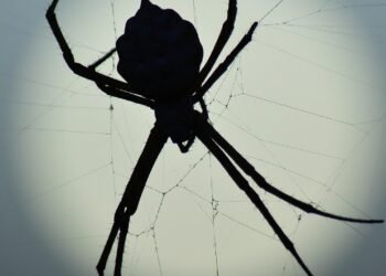 Avustralya’nın Dev Örümcek Fosili: Milyonlarca Yıllık Gizemli Yaşamın Kapılarını Aralayan Keşif