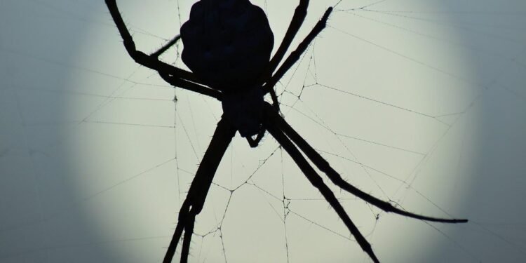 Avustralya’nın Dev Örümcek Fosili: Milyonlarca Yıllık Gizemli Yaşamın Kapılarını Aralayan Keşif